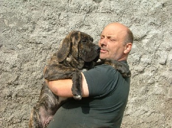 Accueil - Elevage Of Fazenda dos Amigos da Vida - eleveur de chiens Fila  Brasileiro